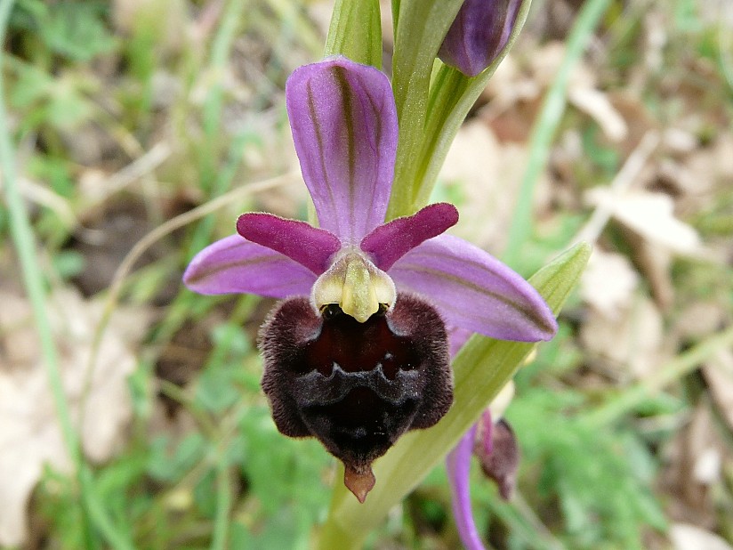 Ophrys biscutella